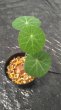 画像3: 【AMAZON】Stephania Erecta M (ステファニア・エレクタ)3.5号(¥1,800 x 12Pcs)(4.0kg/Case) (3)
