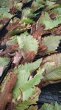 画像4: 【AMAZON】Drynaria Quercifolia(ドリナリア・クエルシフォリア)L(¥8,000 x 3Pcs)(4.0kg/Case) (4)