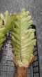 画像2: 【AMAZON】Drynaria Quercifolia(ドリナリア・クエルシフォリア)L(¥8,000 x 3Pcs)(4.0kg/Case) (2)