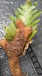 画像3: 【AMAZON】Drynaria Quercifolia(ドリナリア・クエルシフォリア)L(¥8,000 x 3Pcs)(4.0kg/Case) (3)