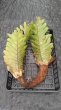 画像1: 【AMAZON】Drynaria Quercifolia(ドリナリア・クエルシフォリア)L(¥8,000 x 3Pcs)(4.0kg/Case) (1)