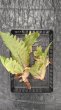 画像1: 【AMAZON】Drynaria Quercifolia(ドリナリア・クエルシフォリア)M(¥5,000 x 4Pcs)(4.0kg/Case) (1)