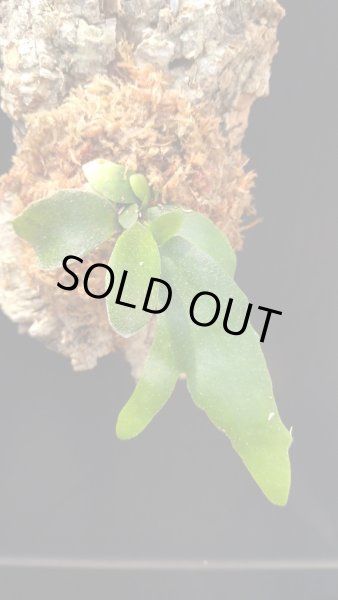 画像2: 【AMAZON】Platycerium Alcicorne  Veitchii Mix + CorkM(プラティセリウム・アルシコルネ ヴィーチー ミックス コルクM付き)(¥3,800 x 6Pcs)(3.0kg/Case) (2)