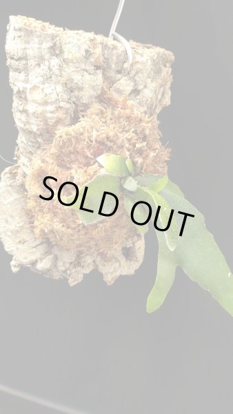 画像3: 【AMAZON】Platycerium Alcicorne  Veitchii Mix + CorkM(プラティセリウム・アルシコルネ ヴィーチー ミックス コルクM付き)(¥3,800 x 6Pcs)(3.0kg/Case) (3)