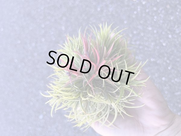 画像1: 【AMAZON】Tillandsia Ionantha Ball (チランジア イオナンタボール)(￥1,800 x 12Pcs) (1)