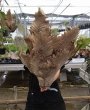 画像3: 【AMAZON】Drynaria Quercifolia(ドリナリア・クエルシフォリア)GR(¥28,000 x 1Pc)(4.0kg/Case) (3)