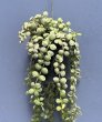 画像3: 【AMAZON】Dischidia Nummularia Variegated Mini (ディスキディア ヌンムラリア バリエガータ ミニ )(￥1,800 x 12Pcs)(2.0kg/Case) (3)