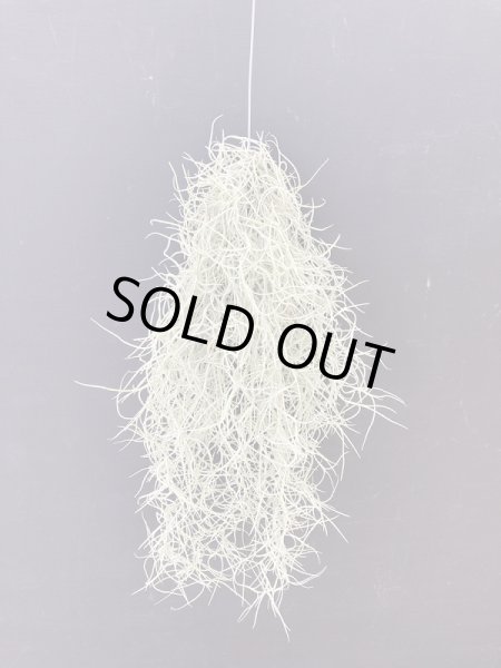 画像1: 【AMAZON】【Pack】Spanish Moss (Tillandsia usneoides) 'El Normal (￥1,200 x 12pcs)【中葉タイプ】 (1)