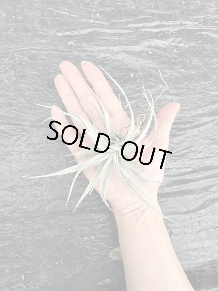 画像1: 【AMAZON】Tillandsia Stricta 'Silver' (ティランジア ストリクタ シルバー)(￥680 x 18Pcs)(4.0kg/Case) (1)