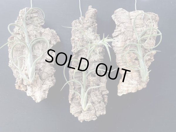画像1: 【AMAZON STYLE】Cork Art #381(コルクアート #381 Tillandsia)　アソート(¥3,800 x 6Pcs)(4.0kg/Case) (1)