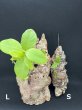 画像2: 【AMAZON】Cork Art Hydnophytum formicarum L(ヒドノフィツム・フォルミカルム)(¥12,800 x 2Pc)(2.0kg/Case) (2)