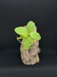 画像1: 【AMAZON】Cork Art Hydnophytum formicarum L(ヒドノフィツム・フォルミカルム)(¥12,800 x 2Pc)(2.0kg/Case) (1)