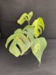 画像1: 【AMAZON】Monstera Borsigiana Aurea (モンステラ ボルシギアナ オーレア) 5.5号(¥30,000 x 1Pc)  (1)