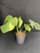 画像3: 【AMAZON】Monstera Borsigiana Aurea (モンステラ ボルシギアナ オーレア) 5.5号(¥30,000 x 1Pc)  (3)