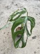 画像2: 【AMAZON】Monstera Adansonii Variegated 'Mint' (モンステラ アダンソニー ヴァリエガータ ミント) 4.0号(¥8,000 x 4Pcs)  (2)