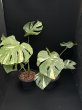 画像2: 【AMAZON】Monstera deliciosa Thai Constellation(モンステラ デリシオーサ タイコンステレーション) 8.0号(¥20,000 x 2Pcs)  (2)