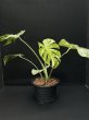 画像1: 【AMAZON】Monstera deliciosa Thai Constellation(モンステラ デリシオーサ タイコンステレーション) 8.0号(¥20,000 x 2Pcs)  (1)