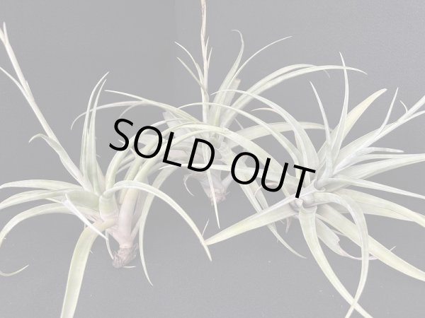 AMAZON】Tillandsia Flexuosa var.Vivipara(チランジア AMAZON】Tillandsia Flexuosa var.Vivipara(チランジア