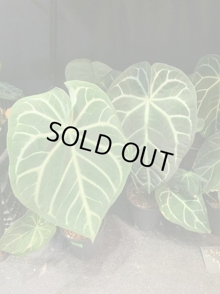 画像1: 【AMAZON】Anthurium Hybrid (アンスリウム・ハイブリッド  5.5号)(¥12,000x 3Pcs)(2.0kg/Case) (1)