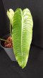 画像2: 【AMAZON】Anthurium Veitchii Super Narrow S  (アンスリウム・ベイチー スーパーナロー Ｓ  5.5号)(¥30,000x 1Pcs)(2.0kg/Case) (2)