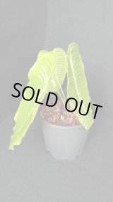にこまる　アンスリウムセット Anthurium seeds - Etsy 日本