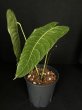 画像2: 【AMAZON】Anthurium Veitchii S (アンスリウム・ベイチー Ｓ  5.5号)(¥24,000x 1Pcs)(2.0kg/Case) (2)