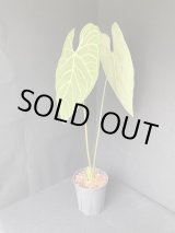 Anthurium - AMAZON