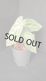 Anthurium - AMAZON