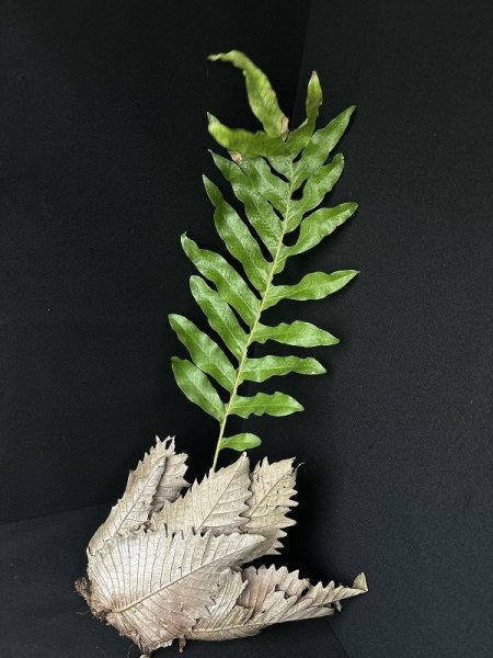 画像1: 【AMAZON】Drynaria Quercifolia(ドリナリア・クエルシフォリア Ｓ)(¥3,000 x 8Pcs)(4.0kg/Case) (1)