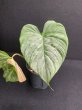 画像2: 【Plants Mafia】Philodendron Majestic(フィロデンドロン マジェスティック)4号(¥4,800 x 6Pcs) (2)