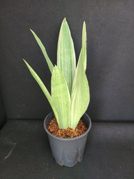 画像1: 【AMAZON】Sansevieria Silver Fox(サンスベリアシルバーフォックス)5.5号 (¥3,000 x 6Pcs)(kg/Case) (1)