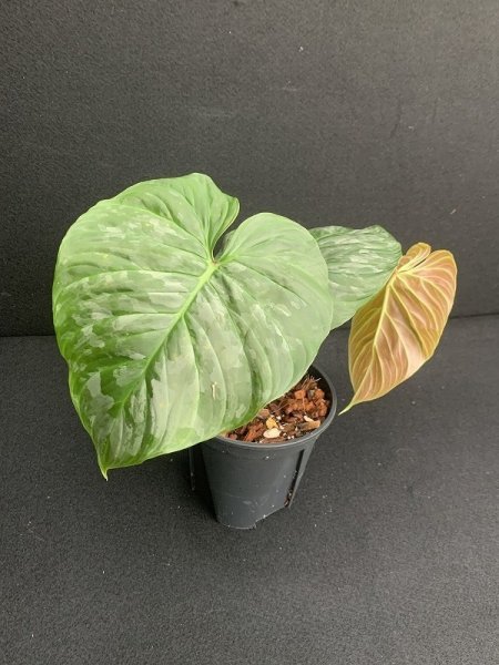 画像1: 【Plants Mafia】Philodendron Majestic(フィロデンドロン マジェスティック)4号(¥4,800 x 6Pcs) (1)