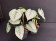 画像3: 【Plants Mafia】Philodendron Sodiroi(フィロデンドロン ソディロイ)4号(¥4,800 x 6Pcs) (3)