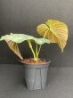 画像3: 【Plants Mafia】Philodendron Majestic(フィロデンドロン マジェスティック)4号(¥4,800 x 6Pcs) (3)