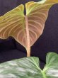 画像4: 【Plants Mafia】Philodendron Majestic(フィロデンドロン マジェスティック)4号(¥4,800 x 6Pcs) (4)