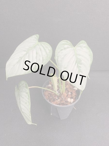 画像1: 【Plants Mafia】Philodendron Sodiroi(フィロデンドロン ソディロイ)4号(¥4,800 x 6Pcs) (1)