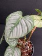 画像2: 【Plants Mafia】Philodendron Sodiroi(フィロデンドロン ソディロイ)4号(¥4,800 x 6Pcs) (2)