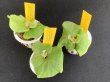 画像1: 【AMAZON】Platycerium Ridleyi Dwarf 'Silvery'(プラティセリウム・リドレイ ドワーフ'シルバー')2号(¥8,000 x 6Pcs)(1.0kg/Case) (1)