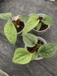 画像4: 【AMAZON】Anthurium Luxurians x Radicans(アンスリウム・ルクスリアンス・ラディカンス 3.5号 )(¥6,800x 6Pcs)(3.0kg/Case) (4)