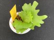 画像2: 【AMAZON】Platycerium Ridleyi Round & Wave 'Jade Peony'(プラティセリウム・リドレイ ラウンド&ウェーブ'ジェイドピオニー')2号(¥8,000 x 6Pcs)(1.0kg/Case) (2)