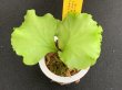 画像3: 【AMAZON】Platycerium Ridleyi Round & Wave 'Jade Peony'(プラティセリウム・リドレイ ラウンド&ウェーブ'ジェイドピオニー')2号(¥8,000 x 6Pcs)(1.0kg/Case) (3)