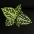 画像1: 【AMAZON】Anthurium ’Dorayaki’ x Silver Blush (アンスリウム・ドラヤキ x シルバーブラッシュ3.5号 )(¥6,800x 8Pcs)(3.0kg/Case) (1)