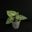 画像2: 【AMAZON】Anthurium ’Dorayaki’ x Silver Blush (アンスリウム・ドラヤキ x シルバーブラッシュ3.5号 )(¥6,800x 8Pcs)(3.0kg/Case) (2)