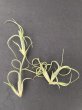 画像1: 【AMAZON】Tillandsia Intermedia（チランジア インターメディア）(￥1,080 x 12Pcs)(4.0kg/Case) (1)