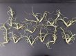 画像4: 【AMAZON】Tillandsia Intermedia（チランジア インターメディア）(￥1,080 x 12Pcs)(4.0kg/Case) (4)