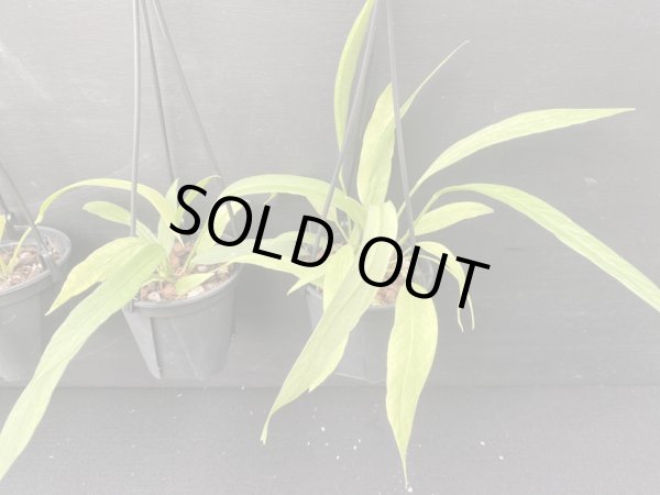 画像1: 【AMAZON】Anthurium Vittarifolium(アンスリウム・ヴィッタリフォリウム 4.0号)(¥3,800 x 5Pcs)(3.0kg/Case) (1)