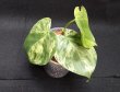 画像2: 【Plants Mafia】Philodendron Hederaceum Variegated (フィロデンドロン　ヘデラセウム　バリエガータ)3.5号(¥1,500 x 12Pcs) (2)