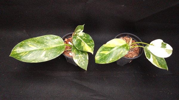 画像1: 【Plants Mafia】Philodendron Green Congo Variegated (フィロデンドロン　グリーンコンゴ　バリエガータ)4号(¥4,000 x 6Pcs)　★New (1)