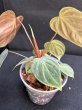 画像4: 【Plants Mafia】Philodendron Rubrijuvenile(フィロデンドロン ルブリジュベナイル) 3.5号 (¥4,000 x 6Pcs) (4)