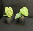 画像1: 【Plants Mafia】Philodendron Tenue (フィロデンドロン テヌー) 4.0号 (¥4,000 x 6Pcs) (1)